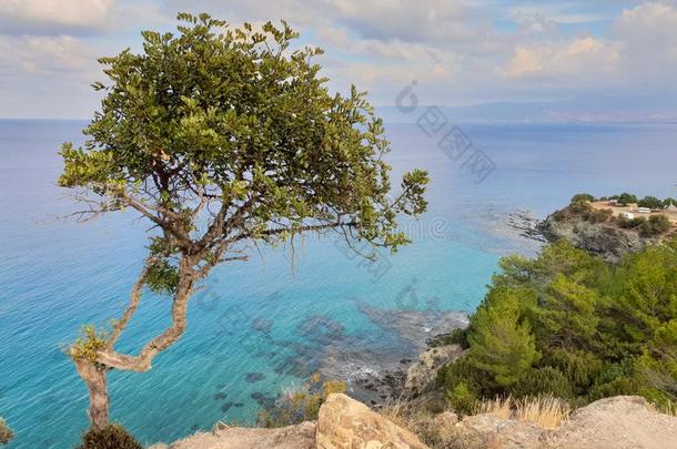 树向悬崖看见从镁泡石跟踪采用阿卡马斯pen采用sula,cypress柏树