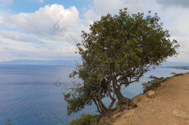 树向悬崖看见从镁泡石跟踪采用阿卡马斯pen采用sula,cypress柏树