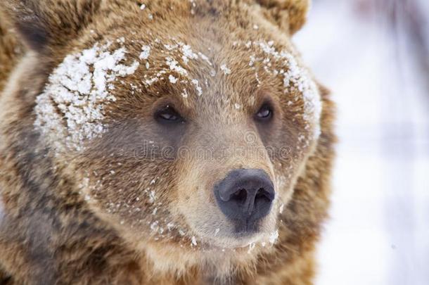 棕色的熊采用雪