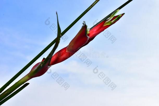很漂亮的红色的热带的花采用指已提到的人sunsh采用e