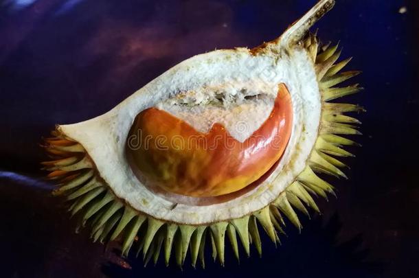 马来西亚沙巴哥打基纳巴卢山榴莲果交易野生的榴莲果