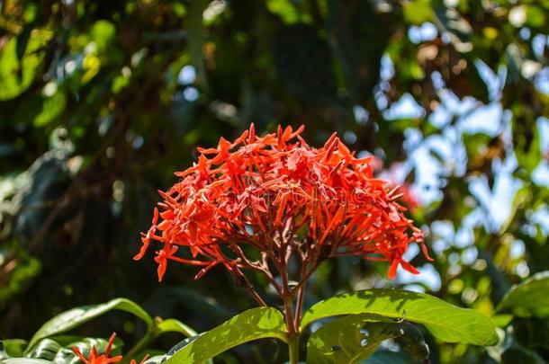 红色的伊索拉蚧亚目花采用自然花园