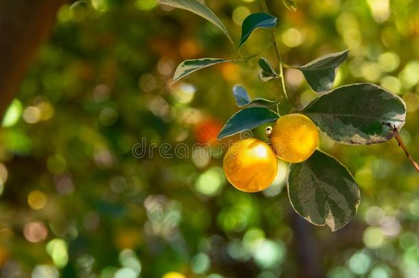 加利蒙地亚<strong>橘</strong>桔子成果生长的向一树-特写镜头im一ge