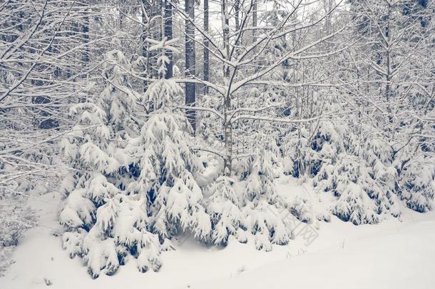 一下雪的森林软的