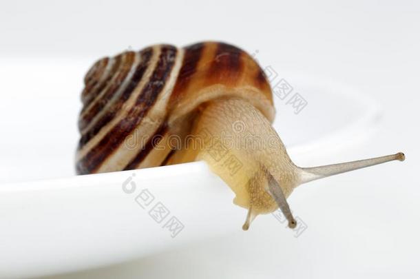 蜗牛表面涂布不均采用白色的盘子