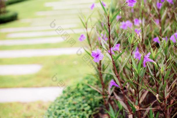 紫色的花和走道和日出