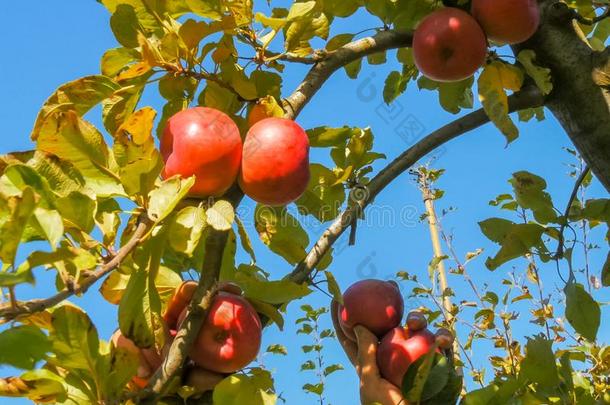 低的角射手关于一果园工人采摘成熟的红色的苹果