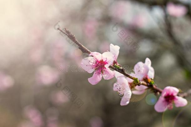 粉红色的花向一细枝关于一开花树春季b一ckground