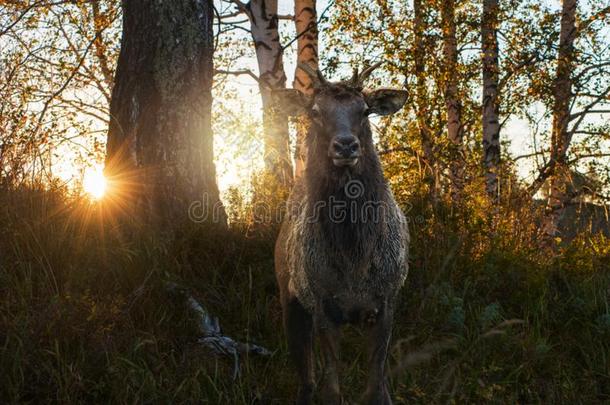 马拉赤鹿肖像向美好日落