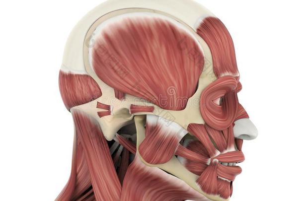 人面部的肌肉解剖