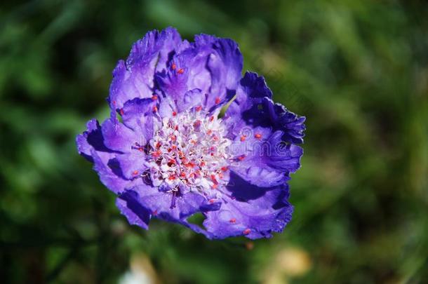 紫色的花和极小的红色的昆虫经过它的经过指已提到的人花瓣.