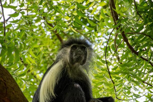 安哥拉棉<strong>毛呢</strong>疣猴猿绞死向指已提到的人树采用肯尼亚黛安海滩