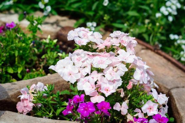 光粉红色的花关于长春花采用指已提到的人夏花园.