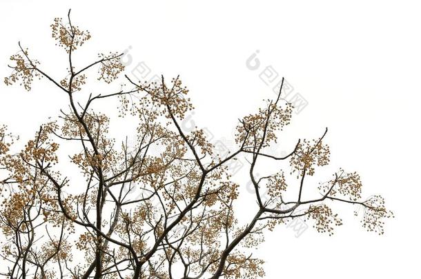 酸梅树树枝