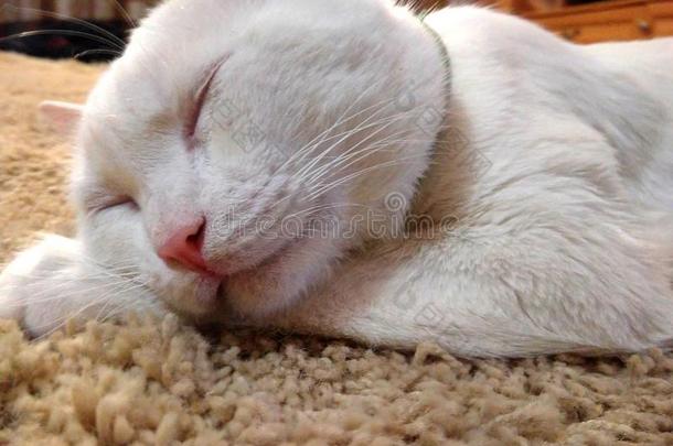 睡眠姜雄猫完美的梦想