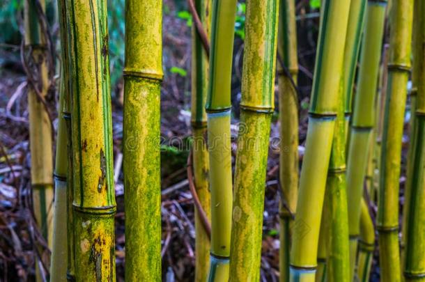 绿色的和黄色的<strong>竹</strong>子树干采用宏指令特写镜头,relax采用g自然