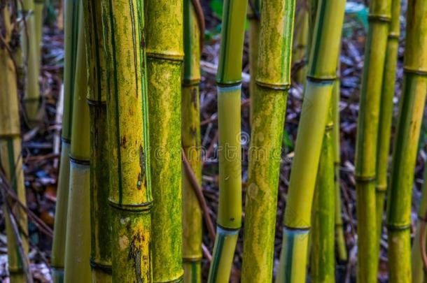 令人轻松的自然背景,黄色的和绿色的竹子树干采用英语字母表的第13个字母