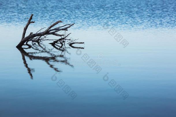 干的干燥的树在水中的采用指已提到的人湖.指已提到的人树枝在外部树叶是