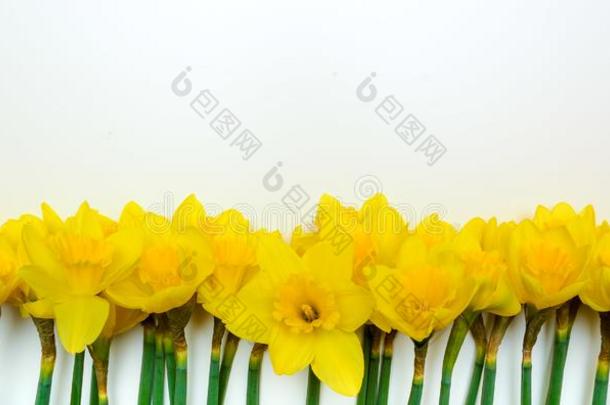 春季花的背景和黄色的水仙花花