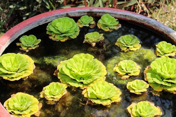 束关于不固定的植物水莴苣