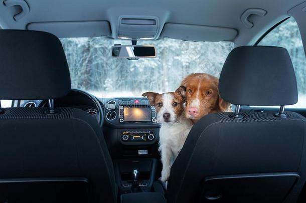 两个漂亮的公狗采用指已提到的人汽车向指已提到的人席位看.一旅游和一宠物.不