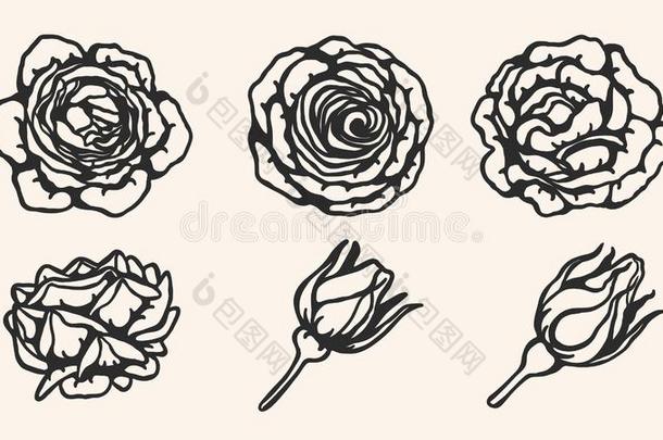 玫瑰装饰矢量在旁边手绘画.