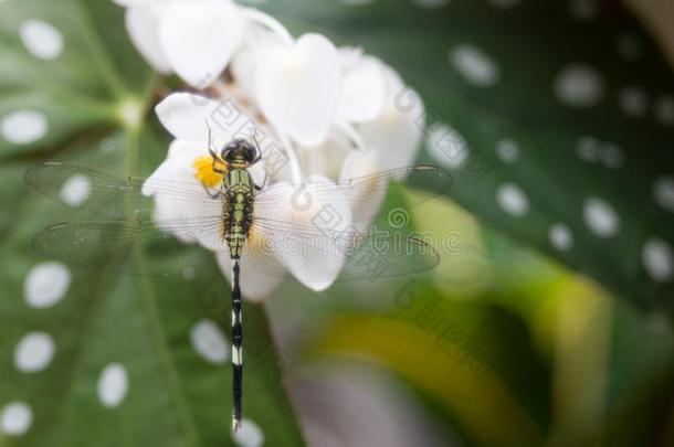 一蜻蜓,波卡多叶子背景