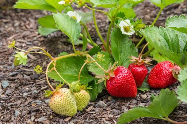 草莓植物和成熟的草莓,花和树叶