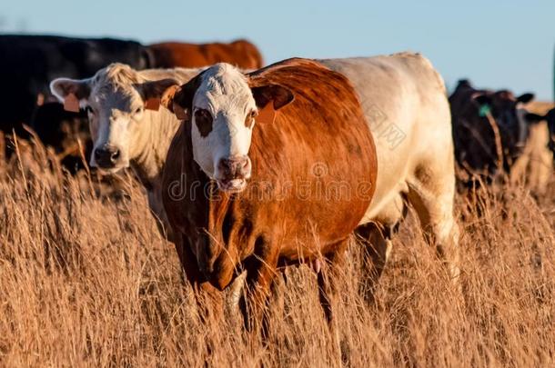 混合的产母牛采用金色的小时太阳