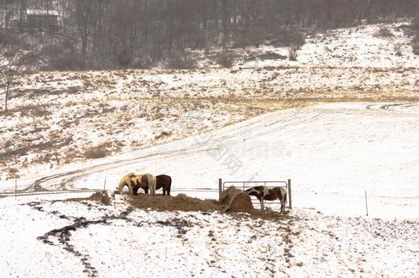 马吃干草向下雪的山坡