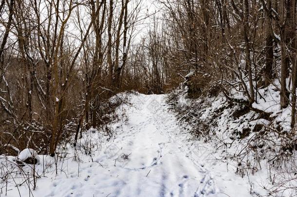 下雪的小路直至森林和小路