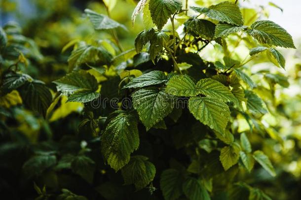 多汁的小葡萄干树叶种植采用指已提到的人花园.