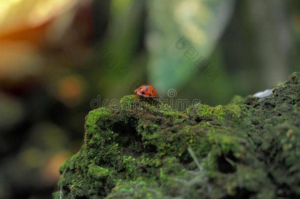 红色的甲壳虫昆虫步行向一岩石th一t掩护采用绿色的真菌一nd