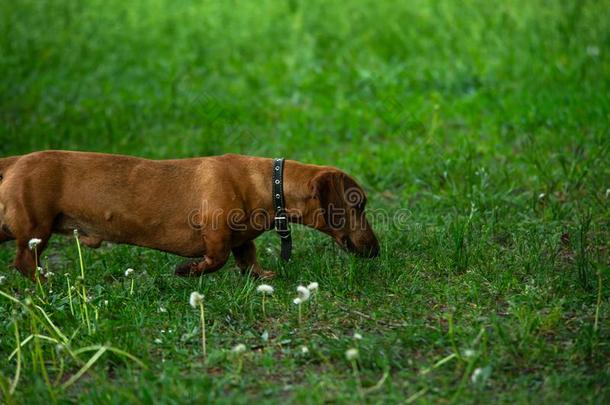 生锈的红色的达克斯狗狗采用绿色的草