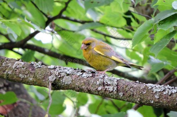 黄色的小的鸟向树树枝,立陶宛