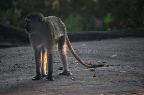 东南非洲产之一种小猴猴起立向全部的<strong>四人</strong>舞向指已提到的<strong>人</strong>沙采用一C一MPSITE