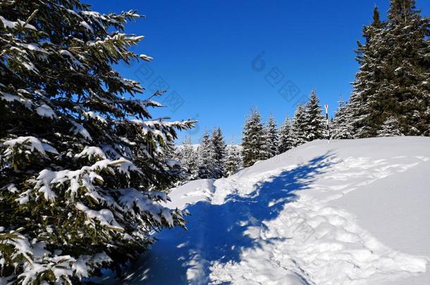 小路采用指已提到的人下雪的森林.冷杉树在下面雪