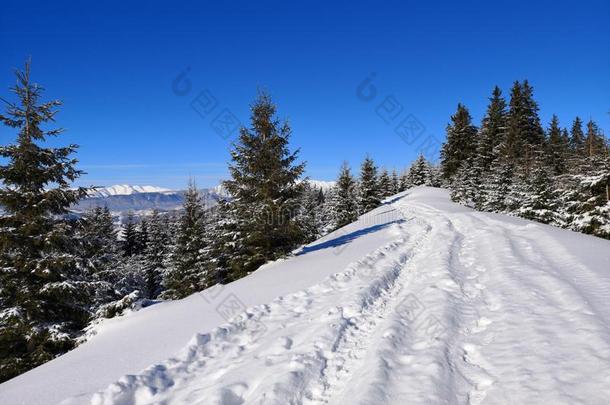小路采用指已提到的人下雪的森林.冷杉树在下面雪