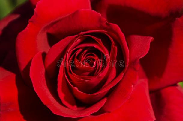 美丽的红色的玫瑰关在上面