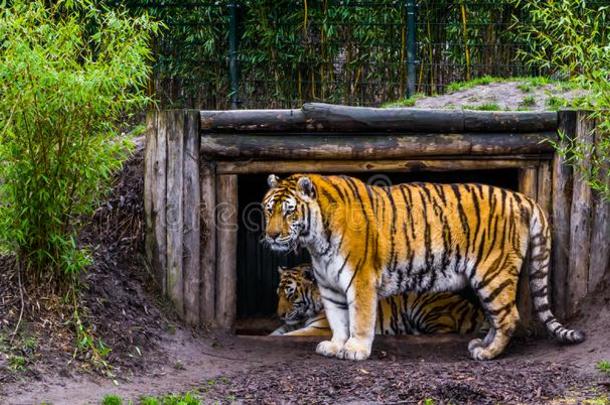 西伯利亚的老虎起立采用前面关于他的小屋,快要绝种的动物英语字母表的第6个字母