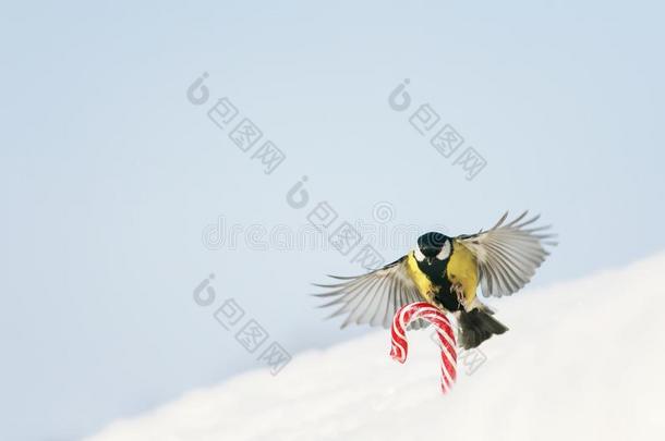 漂亮的假日卡片和鸟在旁边鸟苍蝇广泛地伸开它的翅膀