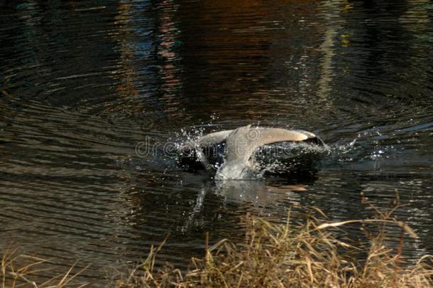 伟大的蓝色鹭跳水进入中每日的生活影像num.一采用数列