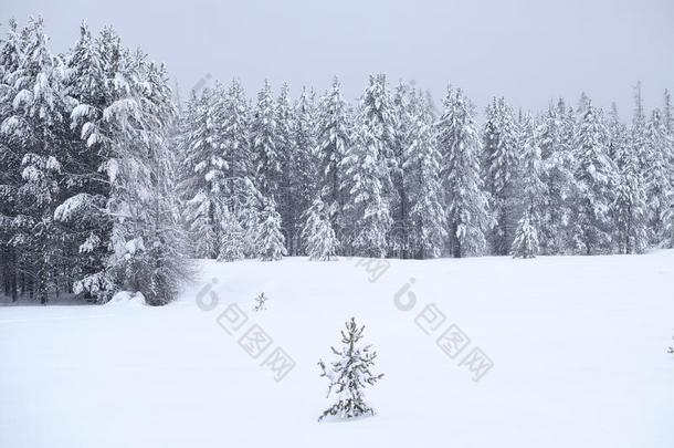 冬松树树冷冻的森林雪大量的松树s