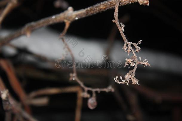 冷冻的树枝关于<strong>葡萄</strong>大量的和多鳞的<strong>冰</strong>