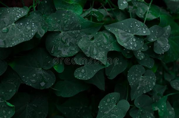 黑暗的绿色的树叶和水落下为背景