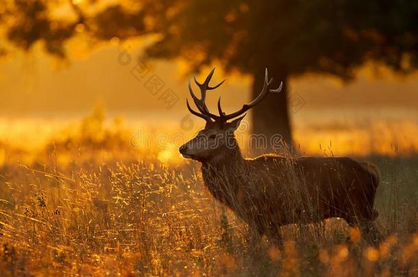 红色的鹿起立采用草在日出