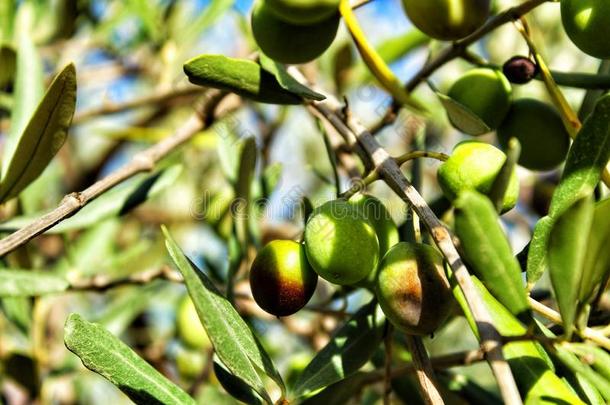橄榄采用阿利坎特种植园