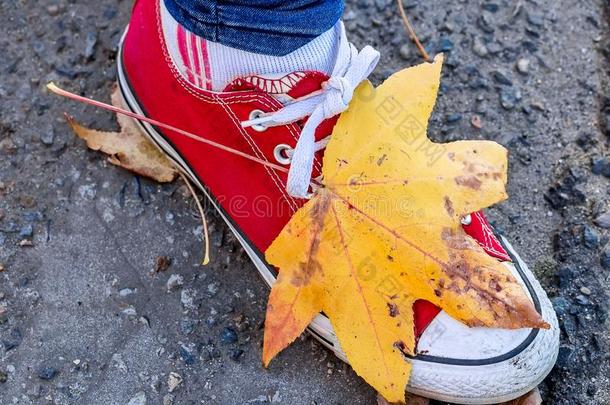 红色的和白色的鞋和冬叶子向顶