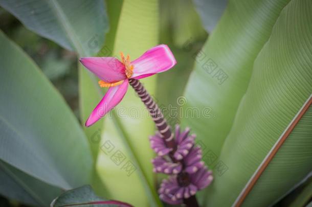 紫罗兰香蕉花背景