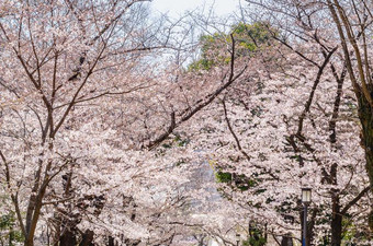 樱桃花盛开的向指已提到的人树在上面步行大街采用日本的椰子牛轧图片